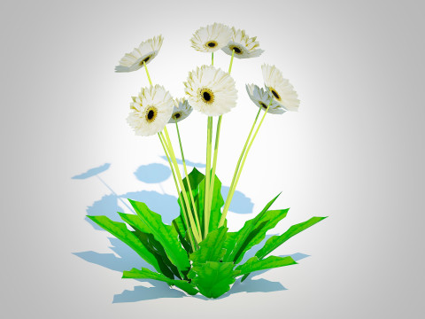 Gerbera - Gerbera Daisy White Flower 3Dモデル
