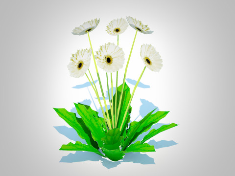 Gerbera - Gerbera Daisy White Flower 3Dモデル