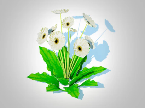 Gerbera - Gerbera Daisy White Flower 3D Model