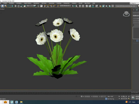 Gerbera - Gerbera Daisy White Flower 3D Model