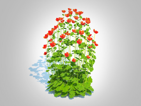 Geum Sunkist Lime Geum Model 3D