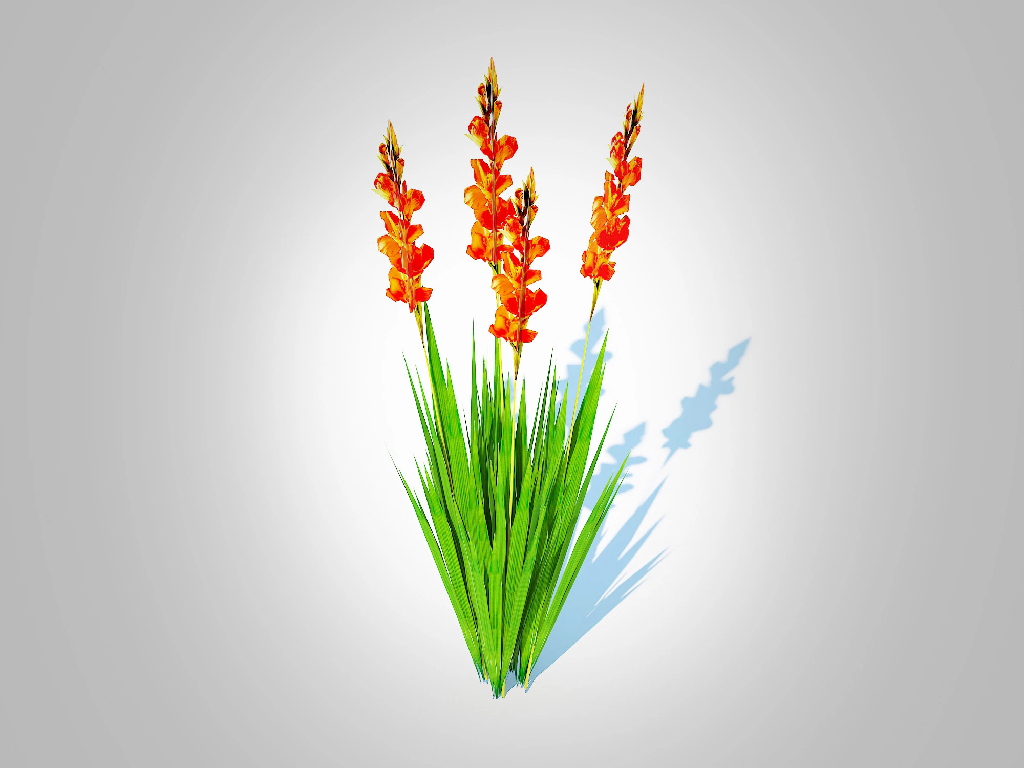 Gladiolus x hortulanus 3D Model .c4d .max .obj .3ds .fbx .stl .blend 