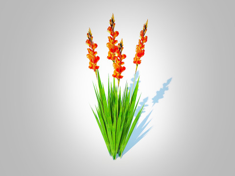 Gladiolus x hortulanus 3D 模型