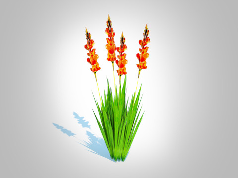 Gladiolus x hortulanus 3D Model