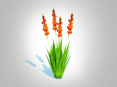 Gladiolus x hortulanus 3D Model