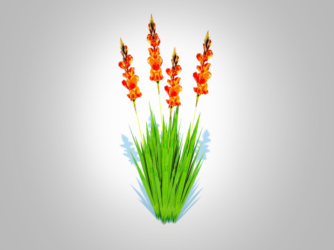 Gladiolus x hortulanus 3D Model