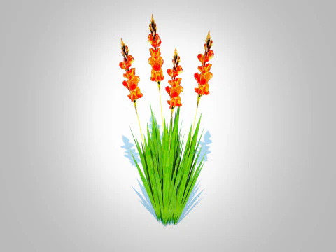 Gladiolus x hortulanus 3D Model