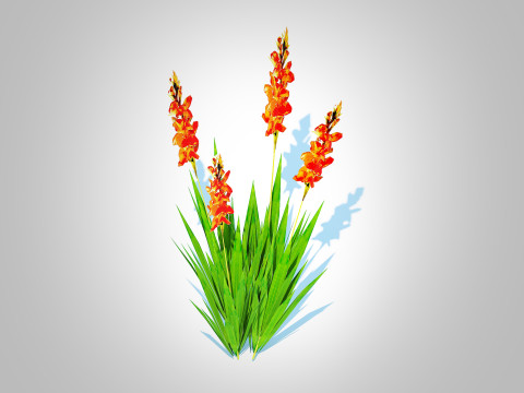 Gladiolus x hortulanus 3D Model