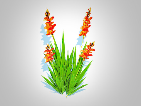 Gladiolus x hortulanus 3D Model
