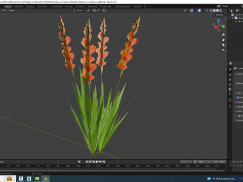 Gladiolus x hortulanus 3D Model