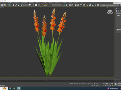 Gladiolus x hortulanus 3D Model