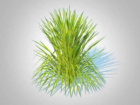 Hakonechloa - forest grass 3D Model