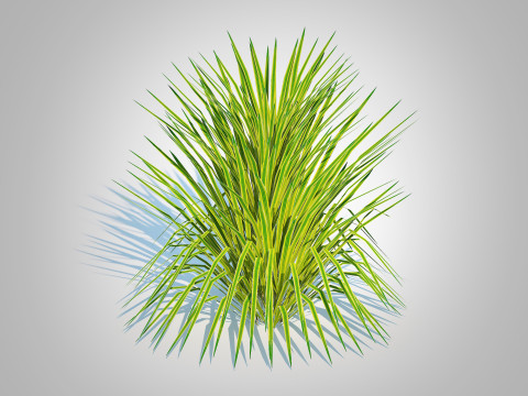Hakonechloa - forest grass 3D 모델