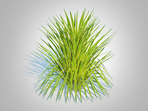 Hakonechloa - forest grass 3D Model