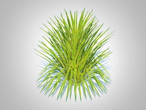 Hakonechloa - forest grass 3D 모델
