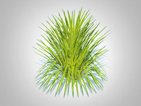 Hakonechloa - forest grass 3D Model