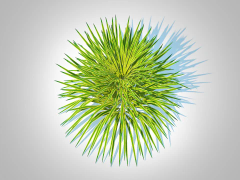 Hakonechloa - forest grass 3D Model
