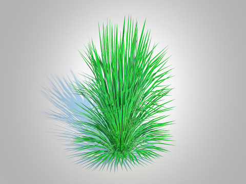 Helictotrichon sempervirens - blue oat grass Model 3D