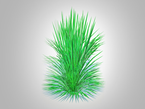 Helictotrichon sempervirens - blue oat grass Model 3D