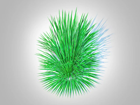 Helictotrichon sempervirens - blue oat grass 3D Model