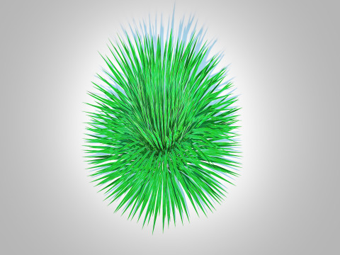 Helictotrichon sempervirens - blue oat grass Model 3D