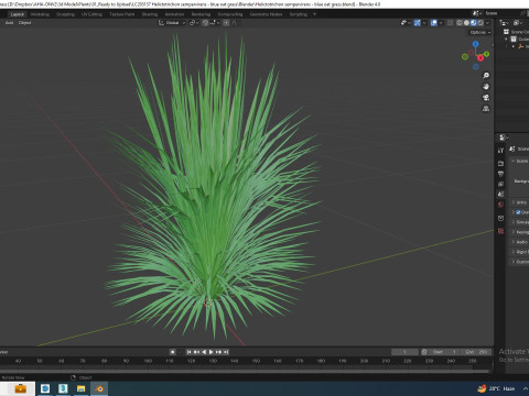 Helictotrichon sempervirens - blue oat grass Model 3D