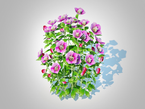 Helleborus orientalis - Lenten rose Pink 3D Model