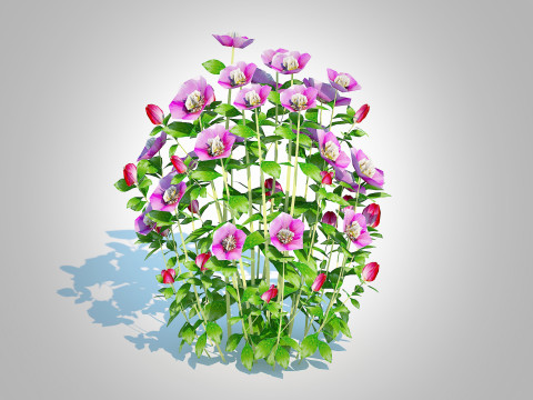 Helleborus orientalis - Lenten rose Pink 3D 模型