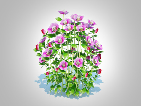 Helleborus orientalis - Lenten rose Pink 3D 模型