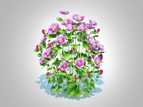 Helleborus orientalis - Lenten rose Pink 3D Model