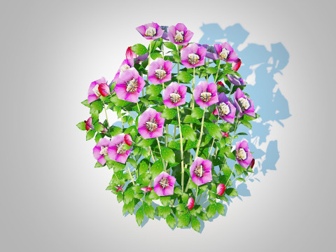 Helleborus orientalis - Lenten rose Pink 3D 模型