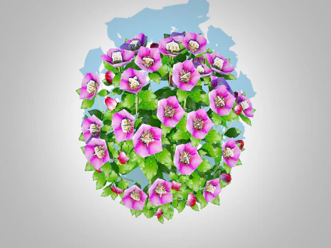 Helleborus orientalis - Lenten rose Pink 3D Model