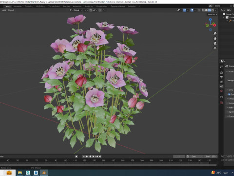 Helleborus orientalis - Lenten rose Pink 3D 模型