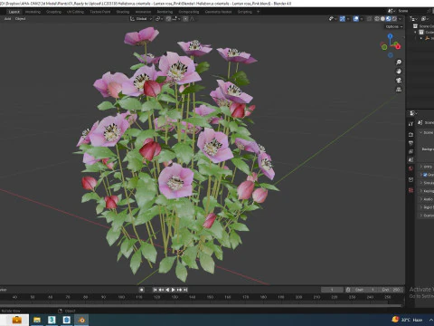 Helleborus orientalis - Lenten rose Pink 3D Model