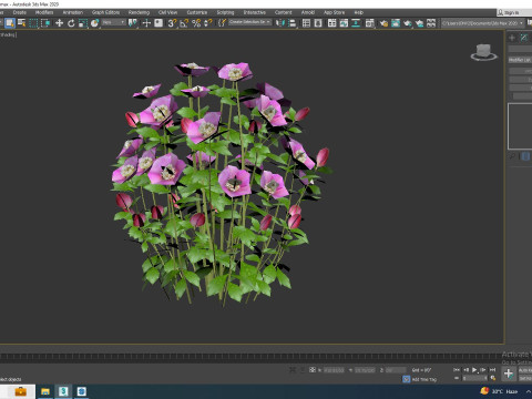 Helleborus orientalis - Lenten rose Pink 3D 模型