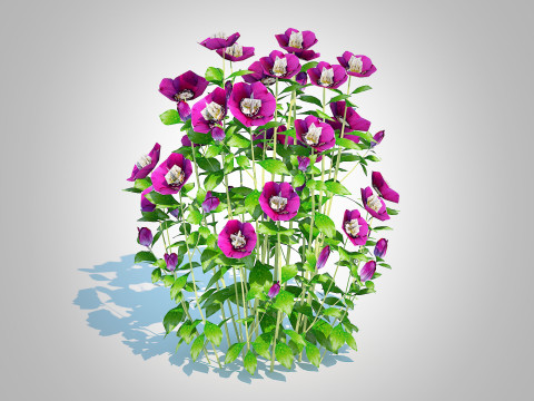 Helleborus orientalis - Lenten rose Purple 3D Модель