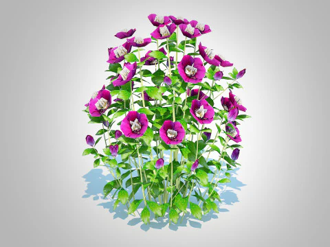 Helleborus orientalis - Lenten rose Purple 3D Model