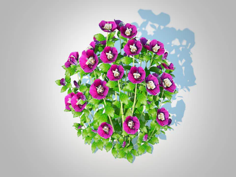 Helleborus orientalis - Lenten rose Purple 3D Model