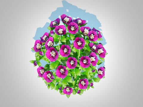 Helleborus orientalis - Lenten rose Purple 3D Модель