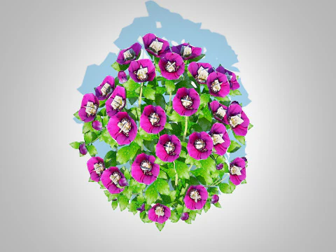 Helleborus orientalis - Lenten rose Purple 3D Model