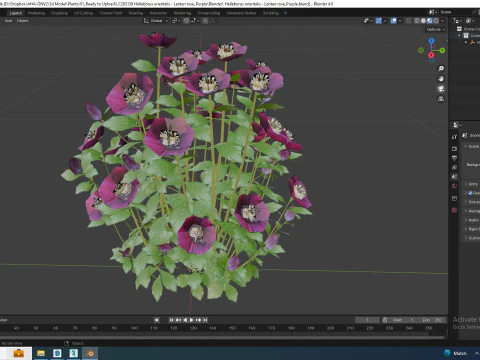 Helleborus orientalis - Lenten rose Purple 3D Model