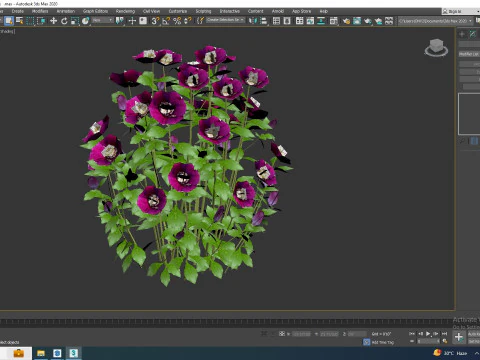 Helleborus orientalis - Lenten rose Purple 3D Model