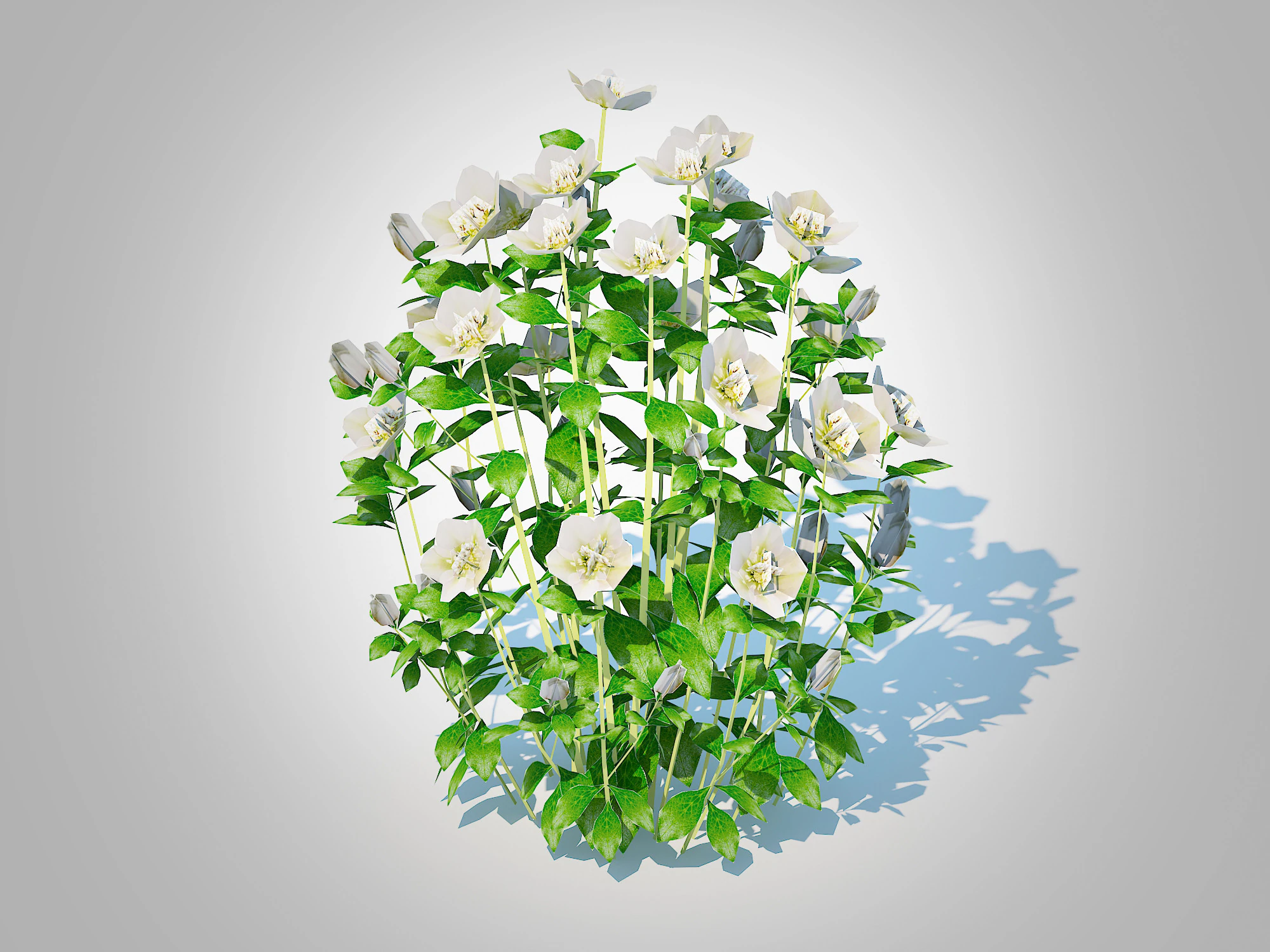Helleborus orientalis - Lenten rose White 3D Model .c4d .max .obj .3ds .fbx .stl .blend 