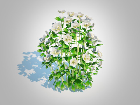 Helleborus orientalis - Lenten rose White 3D Модель