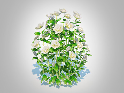 Helleborus orientalis - Lenten rose White 3D Модель