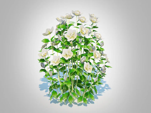 Helleborus orientalis - Lenten rose White 3D Model