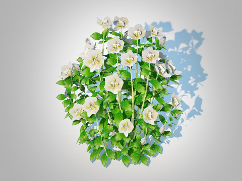 Helleborus orientalis - Lenten rose White 3D Модель
