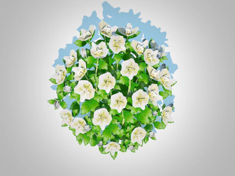 Helleborus orientalis - Lenten rose White 3D Model