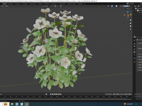 Helleborus orientalis - Lenten rose White 3D Модель