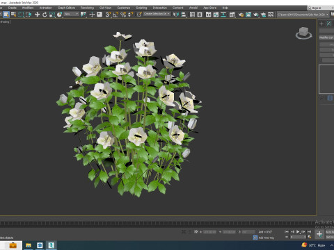 Helleborus orientalis - Lenten rose White 3D Модель